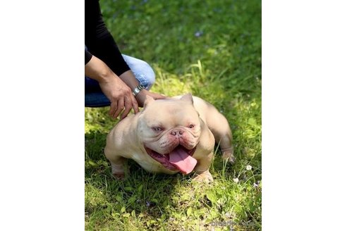 成約済の京都府のエキゾチックブリー-336729の2枚目